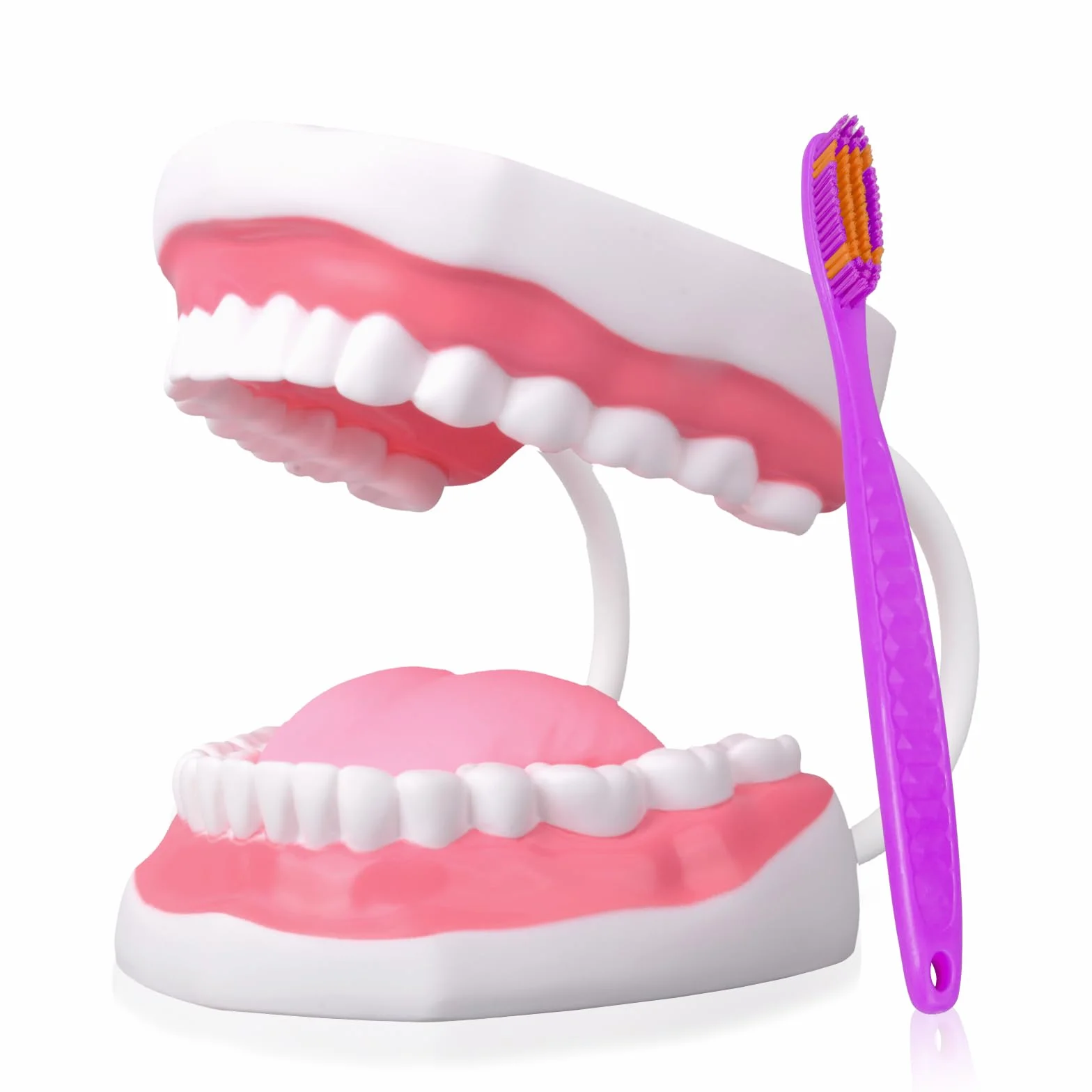 Ultrassist Zahnmodell für Sprachtherapie, Zähne Modell Lehrmodell für Kinder, Dental Zubehör