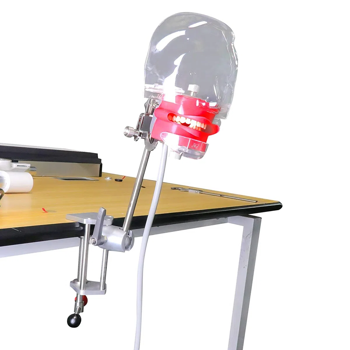 BONEW Dental Simulator Manikin Phantomkopf Kunststoff Pädagogisches Zahnzahnmodell mit Bankhalterung